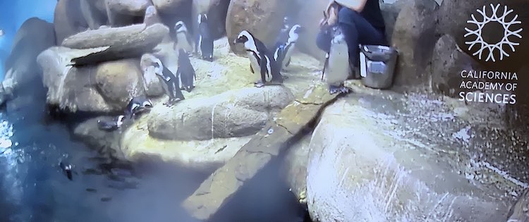 I love how you have a front row seat to watch the penguins being fed. 
