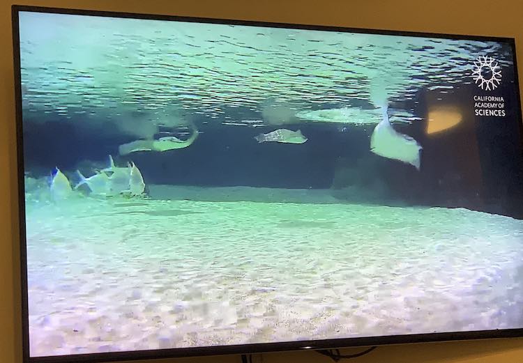 Love how up close you are to the stingrays traveling by.