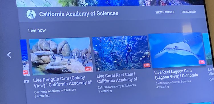 Live videos listed under the California Academy of Science channel on the Apple TV YouTube app.