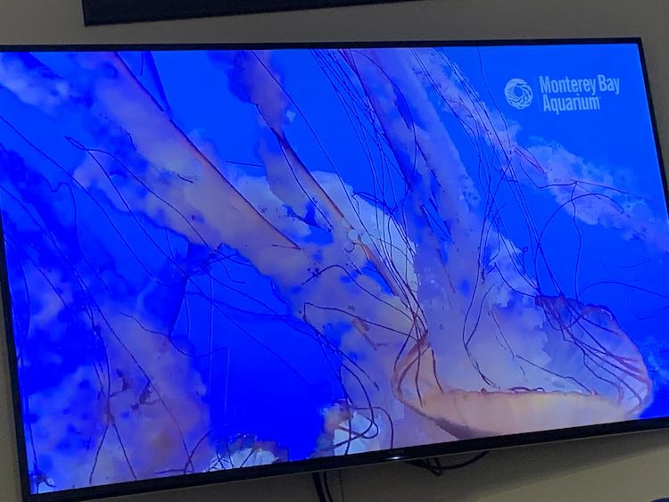 Love how up close you are to the jelly fish in the Jelly Cam. It looks incredible and almost fake. This is on the Apple TV through the YouTube app.