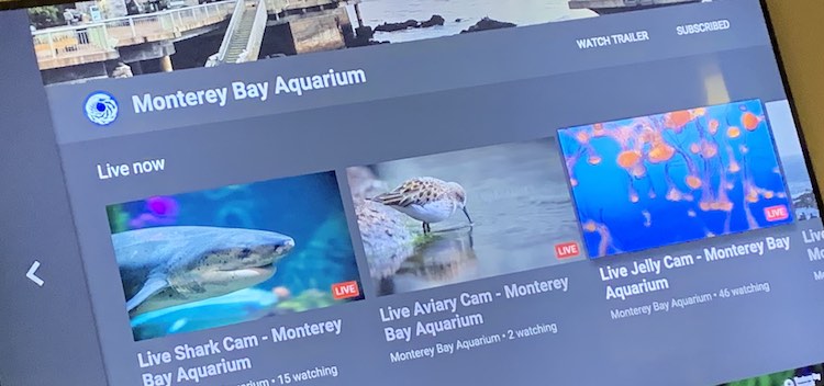 Live videos listed under the Monterey Bay Aquarium channel on the Apple TV YouTube app.