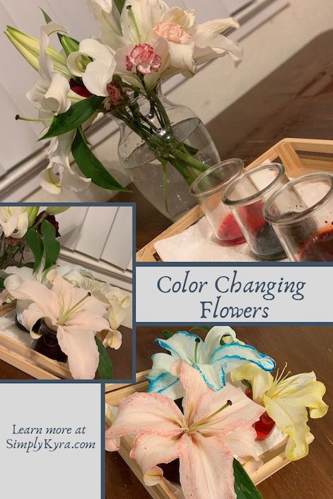 How To Change a Flower's Color