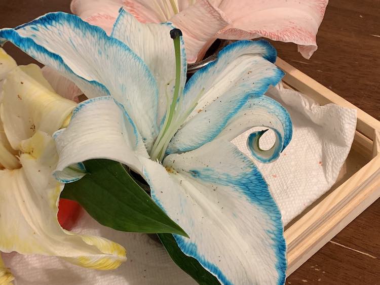 Close up of three lilies that used to be white. Closest is blue. To the left is yellow and the back one is pink.
