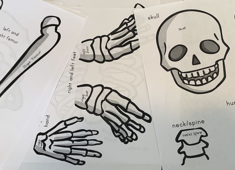 Image shows the scattered stacked skeleton printouts including the skull, feet, hand, neck, and a femur bone. The printout has the name written beside each bone section, which was going to be cut off, so now each bone section is now labelled with a pen. 