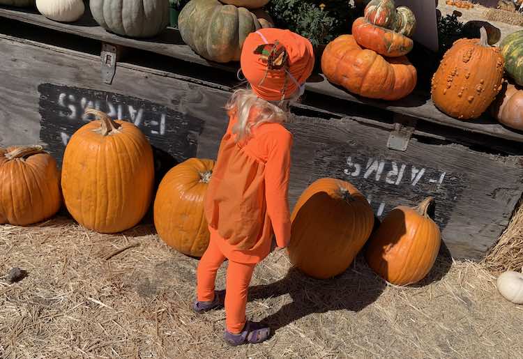 Angled back view of Zoey looking at pumpkins on a display.