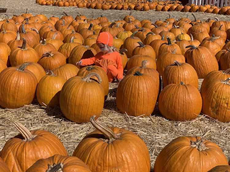 Tons of pumpkins laid out on a straw covered dirt ground with a Zoey sitting among them all.