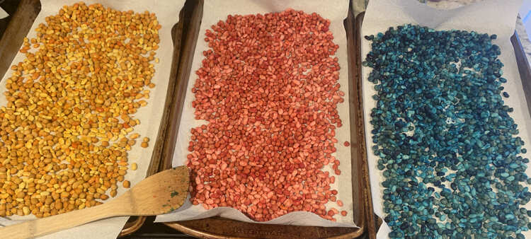 Image shows three cookie sheets laid side by side and lined with white paper towel. The leftmost one shows yellow beans, the middle red, and the rightmost one blue. 