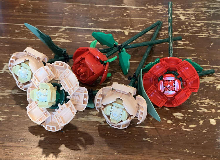 Image shows all five roses laid out on the table. Two of the beige and one red rose is closed while one of each color is fully open to better contrast the two types. 
